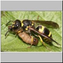 Ancistrocerus nigricornis - Lehmwespe 09.jpg